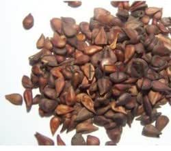 Bahi dana | SafarJal | Quince Seed | بہی دانہ | سفر جل