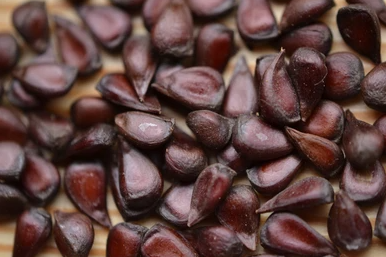 Bahi dana | SafarJal | Quince Seed | بہی دانہ | سفر جل