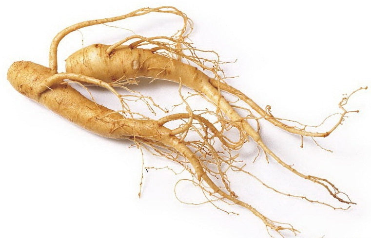 Ginseng | Gensing | Genxing |جنسنگ