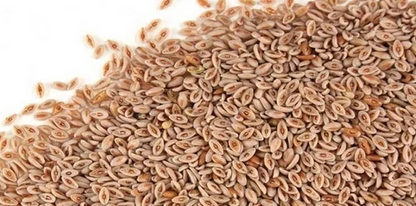 Ispaghol Sabit | Psyllium seeds | اسپغول ثابت