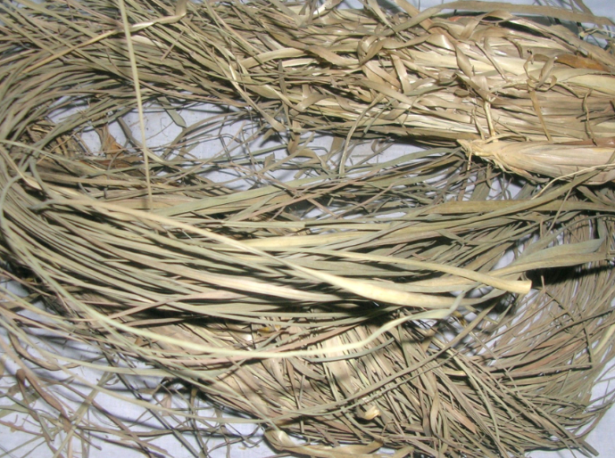 Izkhar Makki | Iwarancusa Grass |اصغر مکی