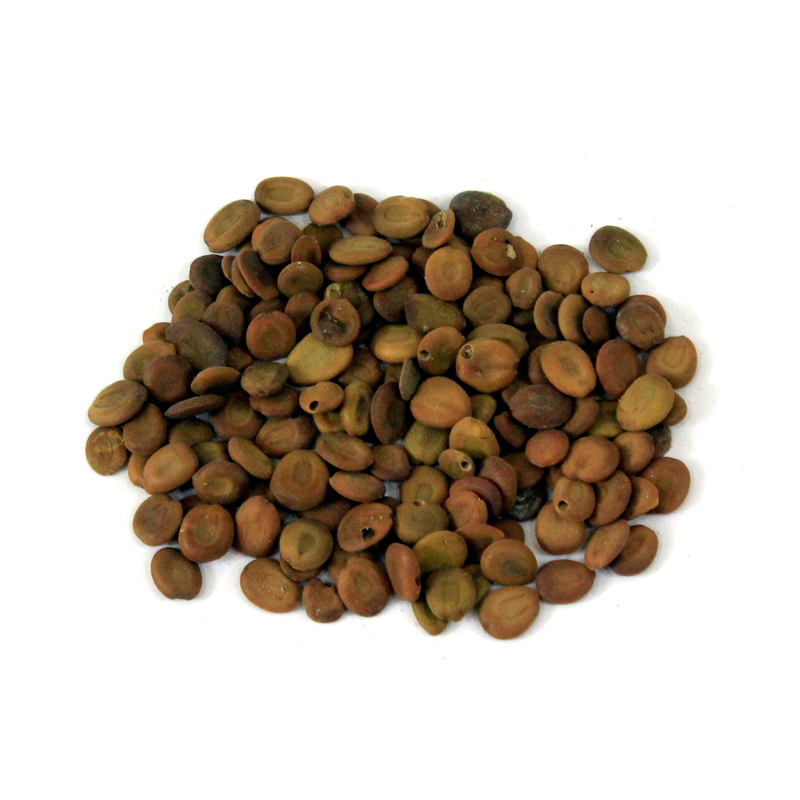 Lebbek Tree Seeds تخم سرس