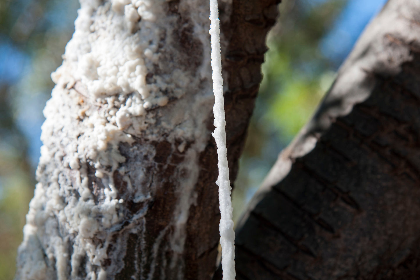 Sheer Khisht | Fraxinus ornus exudate | شیر خشت