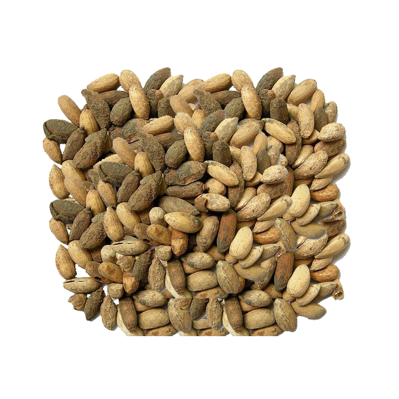 Neem Seeds | Indian Lilac | تخم نیم