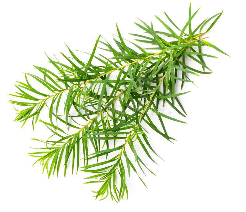 Tea Tree Leaves | Melaleuca alternifolia | ٹی ٹری پتے