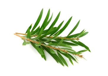 Tea Tree Leaves | Melaleuca alternifolia | ٹی ٹری پتے