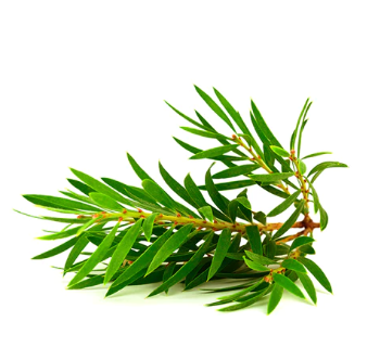 Tea Tree Leaves | Melaleuca alternifolia | ٹی ٹری پتے