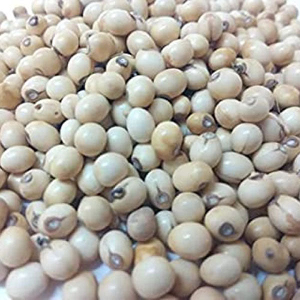 Gunchi sufed | Gunja Sufed | Abrus Precatorius | White Chirmi | Rosary Pea | گھونگچی سفید