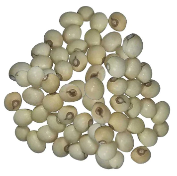 Gunchi sufed | Gunja Sufed | Abrus Precatorius | White Chirmi | Rosary Pea | گھونگچی سفید