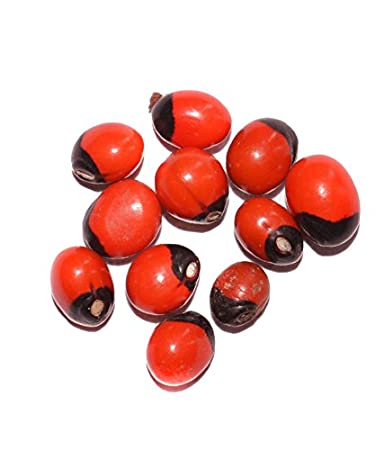 Gunchi Surkh | Gunja Surkh | Rosary Pea | Abrus Precatorius | گھونگچی سرخ