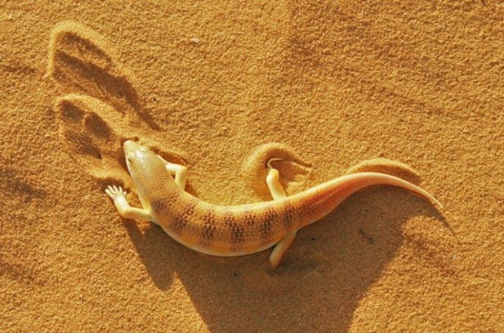 RegMahi | Sand Lizard | Agama agilis | ریگ ماہی